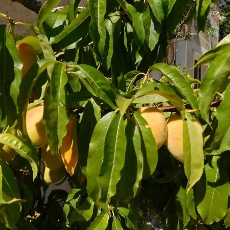 La Pinetina Appartamento